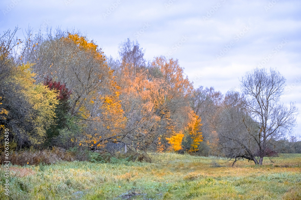 colorful late autumn landscape. Trees with yellow, red and green leaves and leafless trees