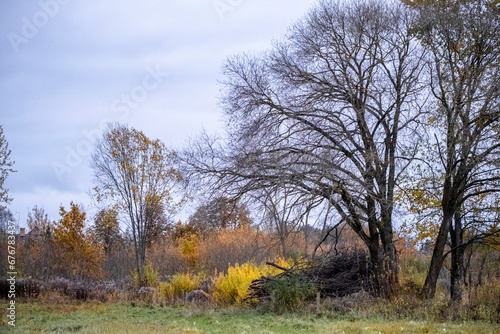 Fototapeta Naklejka Na Ścianę i Meble -  colorful late autumn landscape. Trees with yellow, red and green leaves and leafless trees