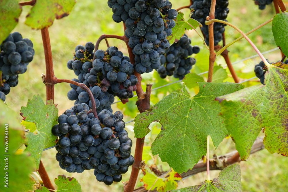 Autumn Scenery of Vineyard in Yamanashi, Japan - 日本 山梨 ワイナリー 葡萄畑 Autumn Scenery of Vineyard in Yamanashi, Japan - 日本 山梨 ワイナリー 葡萄畑