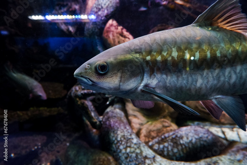 Fototapeta Naklejka Na Ścianę i Meble -  Selective focus of blue mahseer fish swimming in a deep aquarium. Great for educating children about marine animals.
