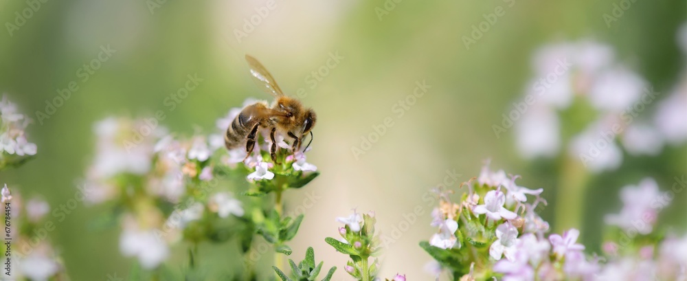 closeup on a honey bee collecting pollen on flowers of thyme in a garden on blurred background in springtime. closeup on a honey bee collecting pollen on flowers of thyme in a garden on blurred background in springtime.