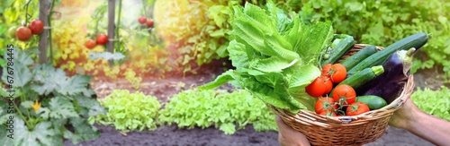 basket full of fresh vegetables holding by hands of a man isolat