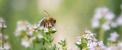 closeup on a honey bee collecting pollen on flowers of thyme in a garden on blurred background in springtime.