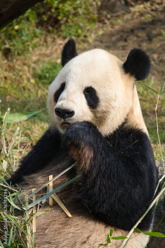 Fototapeta premium 上野の動物園のパンダ