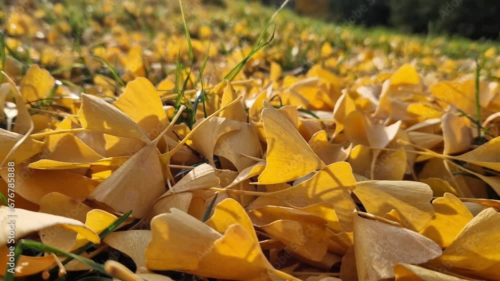 Close-up of gingo leaves that have fallen to the ground, selective focus. Yellow gingo leaves on the grass, autumn background. Change of season Close-up of gingo leaves that have fallen to the ground, selective focus. Yellow gingo leaves on the grass, autumn background. Change of season