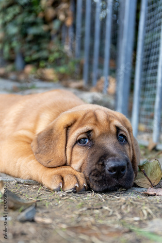 Portrait of sad, melancholic pyppu looking up at camera with tender expression. Cute, fluffy, plump Broholmer puppy, one month old, male danish molossian or mastiff breed. photo