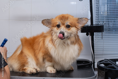 Close up portrait of wet welsh corgi pembroke taking a bubble buth in a gromming salon. Funny Wet corgi portrait. photo