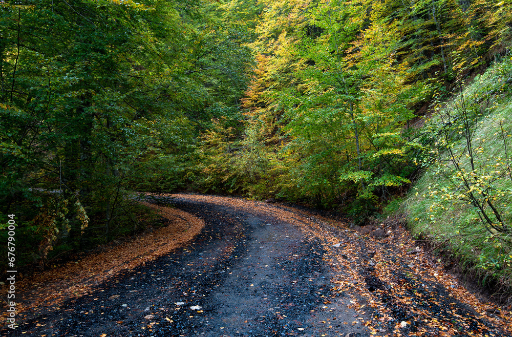 Fototapeta premium Autumn forest road. View of autumn forest road with fallen leaves Fall season scenery. Epirus Greece