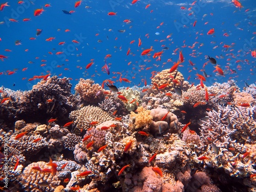 red sea fish and coral reef