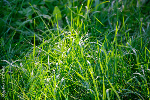 Green grass in morning sun.