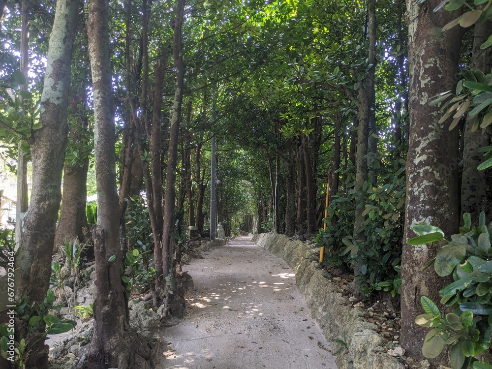 フクギ並木 沖縄 fukugi tree line okinawa japan フクギ並木 沖縄 fukugi tree line okinawa japan