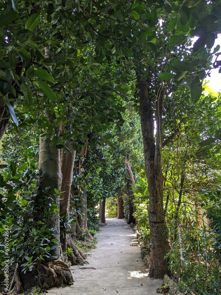Fototapeta premium フクギ並木 沖縄 fukugi tree line okinawa japan