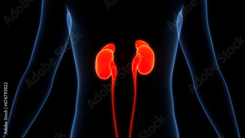 Human urinary System Kidneys Anatomy