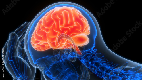 Central Organ of Human Nervous System Brain Anatomy