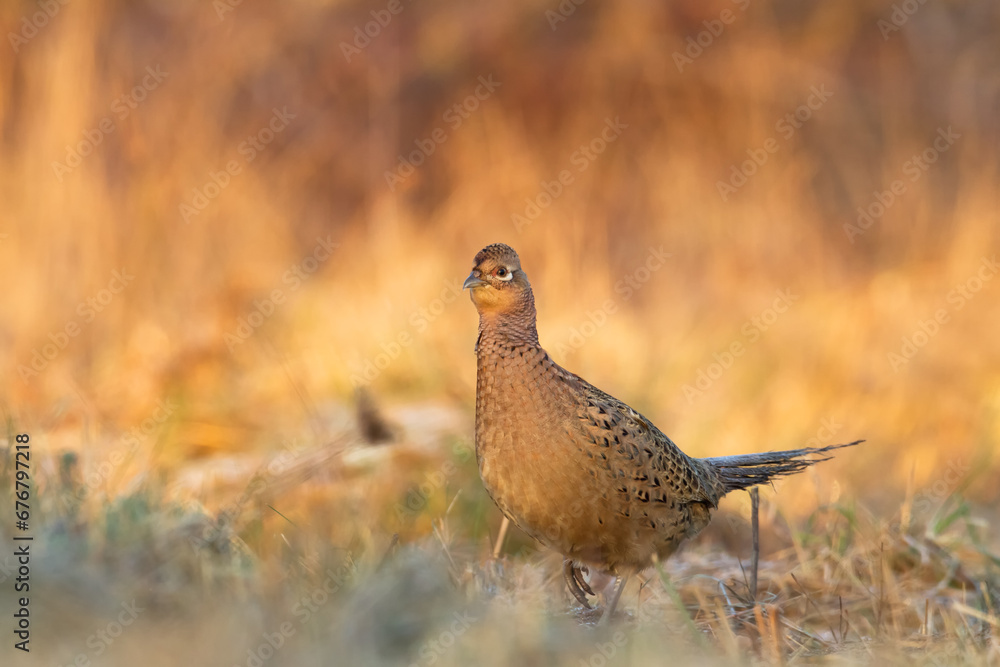 Bird - Common pheasant Phasianus colchius Ring-necked pheasant in natural habitat wildlife Poland Europe Bird - Common pheasant Phasianus colchius Ring-necked pheasant in natural habitat wildlife Poland Europe