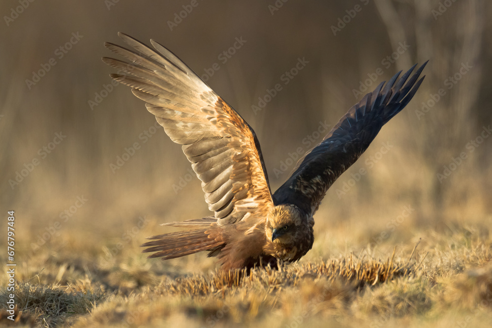 Fototapeta premium Flying Birds of prey Marsh harrier Circus aeruginosus, hunting time Poland Europe