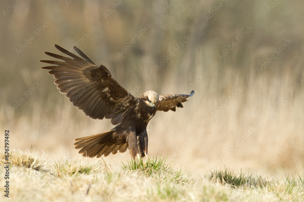 Flying Birds of prey Marsh harrier Circus aeruginosus, hunting time Poland Europe Flying Birds of prey Marsh harrier Circus aeruginosus, hunting time Poland Europe