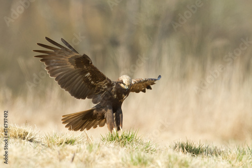 Flying Birds of prey Marsh harrier Circus aeruginosus, hunting time Poland Europe © Marcin Perkowski