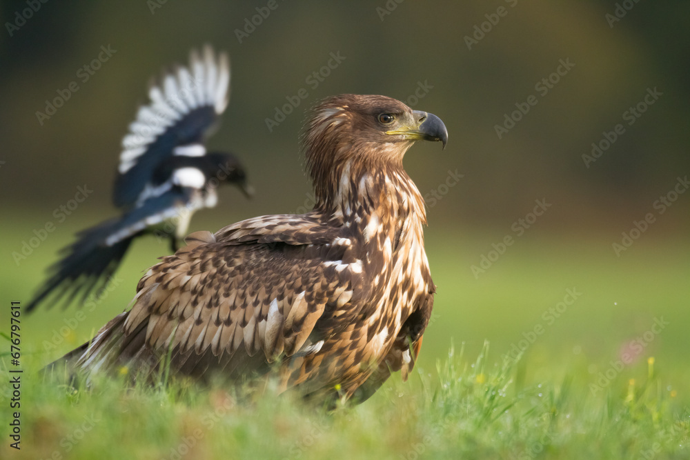 Birds of prey - Majestic predator White-tailed eagle, Haliaeetus albicilla in Poland wild nature Birds of prey - Majestic predator White-tailed eagle, Haliaeetus albicilla in Poland wild nature