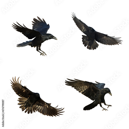 Birds flying ravens isolated on white background Corvus corax. Halloween - mix four birds, silhouette of a large black bird in flight cut out on a white background for use in graphic arts © Marcin Perkowski