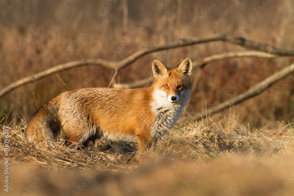 Fox Vulpes vulpes in autumn scenery, Poland Europe, animal walking among autumn meadow Fox Vulpes vulpes in autumn scenery, Poland Europe, animal walking among autumn meadow