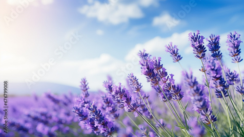 Closeup of colorful blooming lavender field in front of cloudy blue sky 