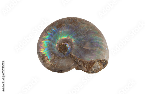Pearly ammonite fossil