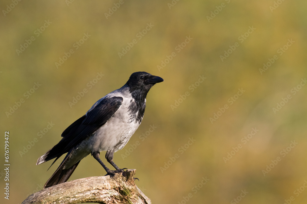 Bird - Hooded crow Corvus cornix in amazing blurred background Poland Europe Bird - Hooded crow Corvus cornix in amazing blurred background Poland Europe