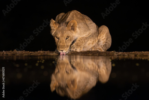 A lioness drinking in a pond in the middle of the night