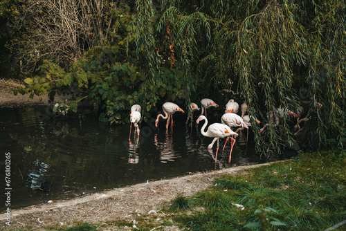 Canvas Print Beautiful pink flamingos on prague zoo pond