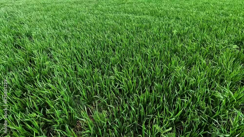 Green sprouts of winter wheat on the field Green sprouts of winter wheat on the field