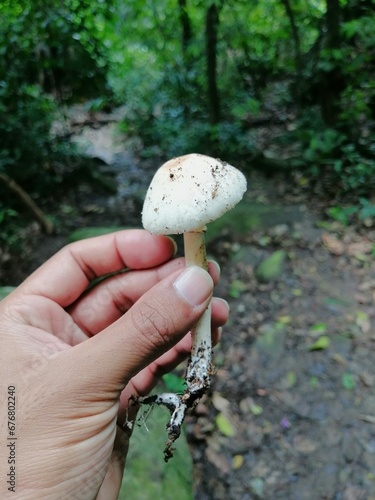White jungle mushroom at forest