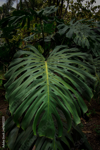 Monstera deliciosa tropical forest plant