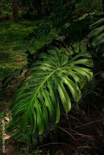 Monstera deliciosa tropical forest plant