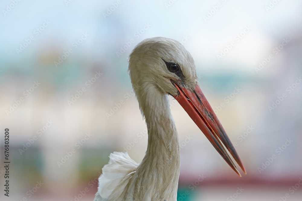 Fototapeta premium Close-up portrait of stork