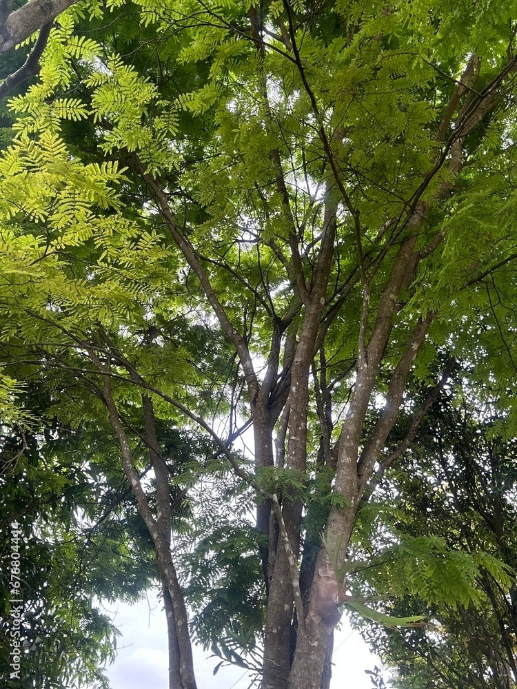 Fototapeta premium trees in the forest