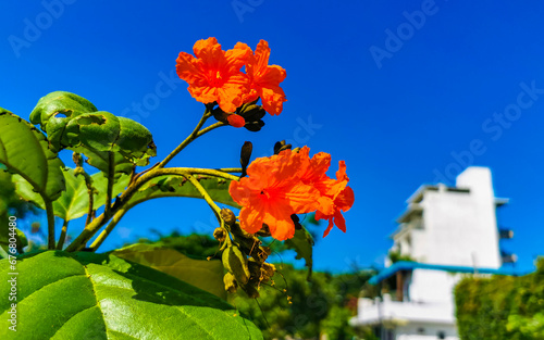 Kou Cordia subcordata flowering tree with orange flowers in Mexico. photo