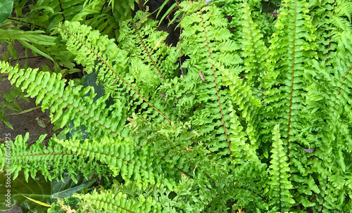 Nephrolepis exaltata or Sword fern green leaves as a natural background. photo