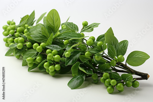 green olives on branch