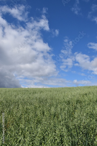 A field of oats in summer, Sainte-Apolline, Québec, Canada