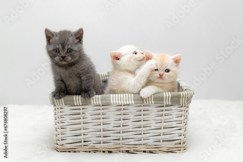 Three purebred British kittens sitting in a basket