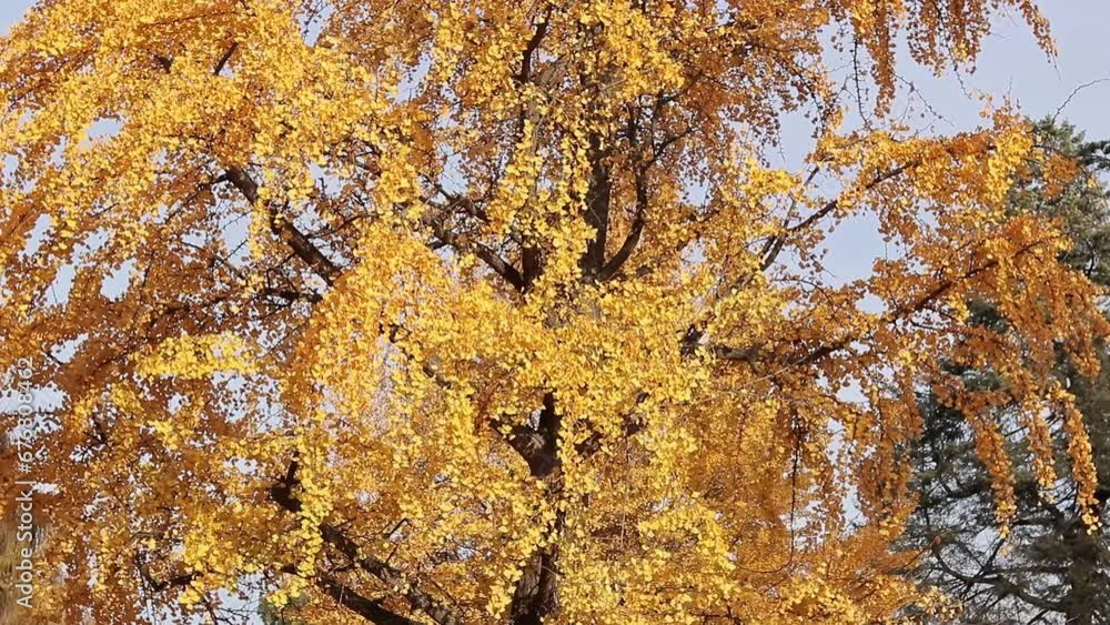 Ginkgo tree in autumn. Yellow leaves on tree branches against the sky. Change of season in nature Ginkgo tree in autumn. Yellow leaves on tree branches against the sky. Change of season in nature