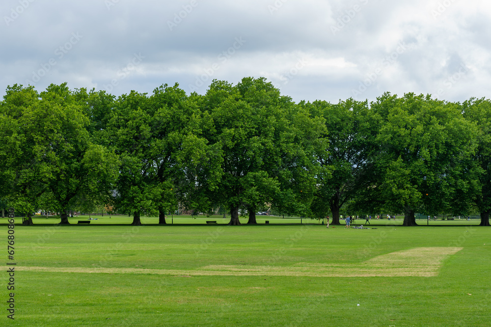 trees in the park