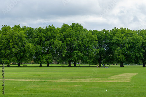 trees in the park