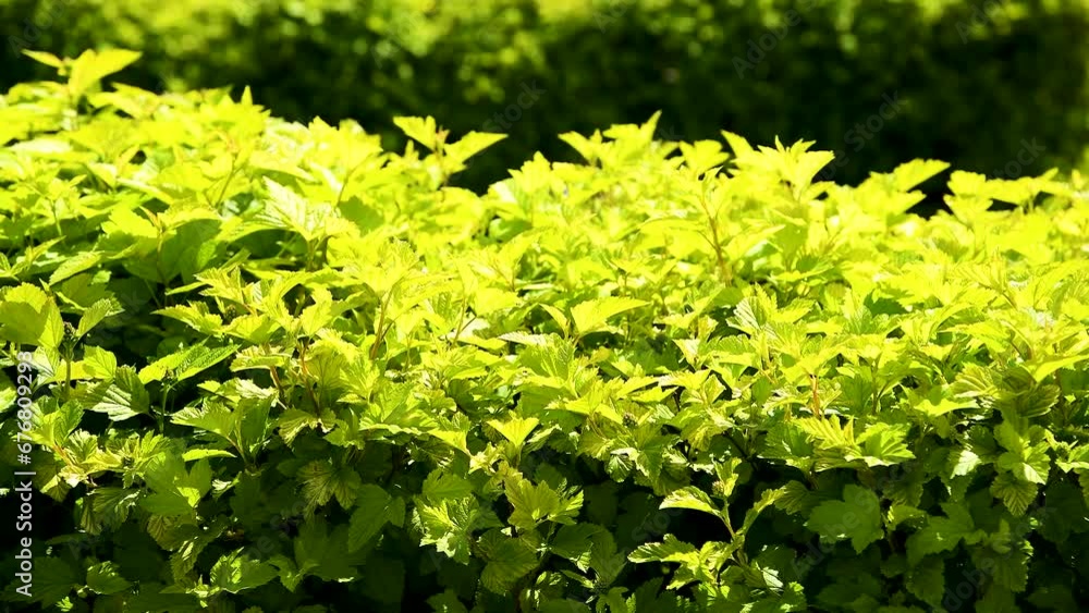 Trees and bushes have young leaves blooming in the park Trees and bushes have young leaves blooming in the park