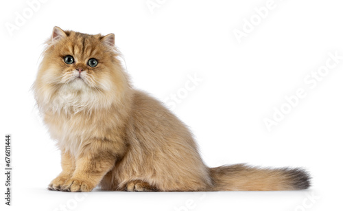 Impressive fluffy golden shaded British Longhair cat kitten, sitting up side ways. Looking towards camera with mesmerizing green eyes. Isolated on a white background.