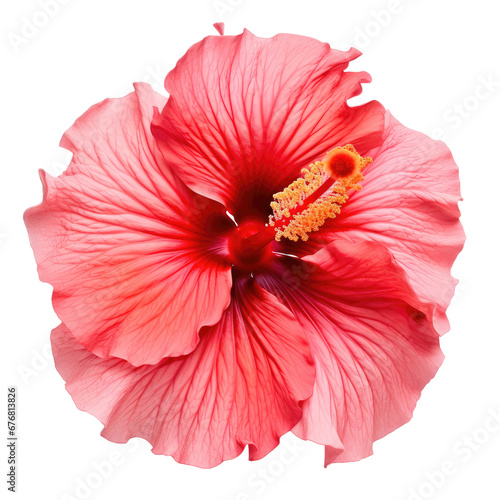 Pink Hibiscus Bloom Isolated