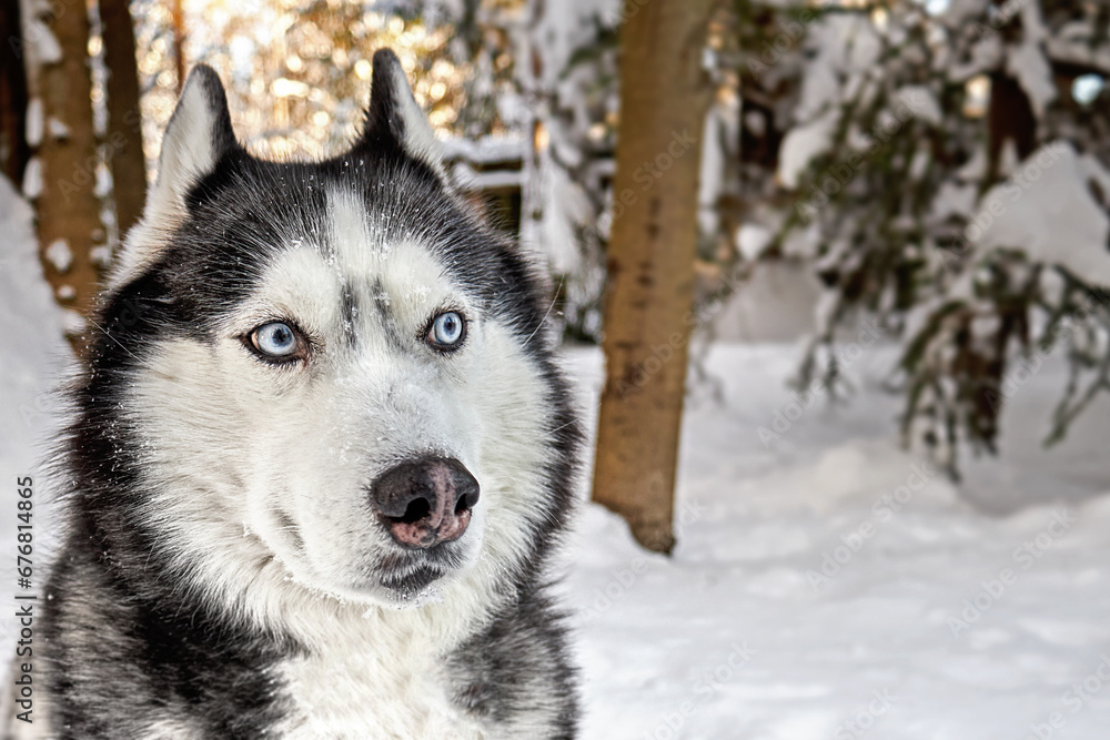 Husky dog in winter sunny forest. Cute funny sly suspicious expression on the muzzle.