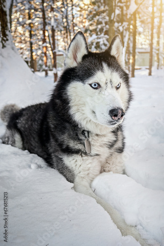 Siberian Husky dog in winter sunny forest, close-up portrait. © Konstantin