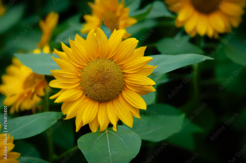 Close-up of Sunflowers. Yellow flowers with leaves in the summer garden. Close-up of Sunflowers. Yellow flowers with leaves in the summer garden.